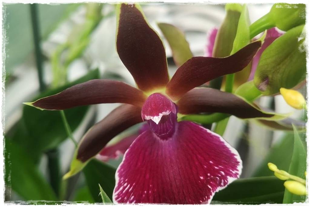 Egzotyczne storczyki 8b