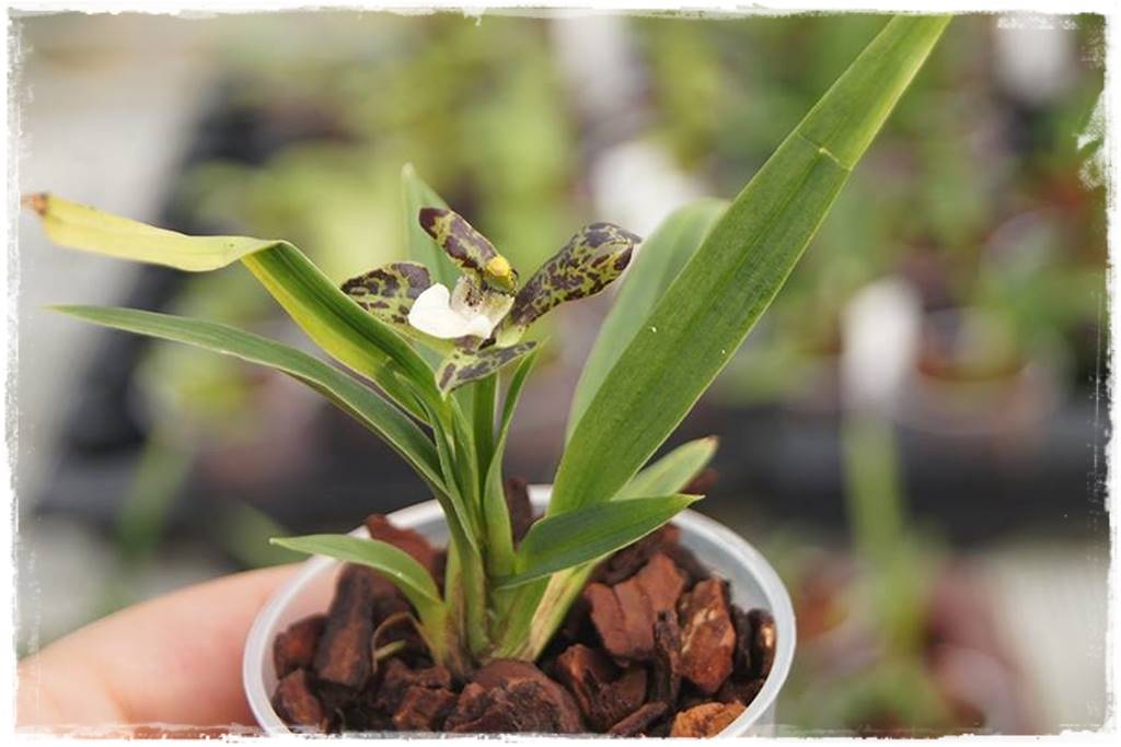 Egzotyczne storczyki 8c