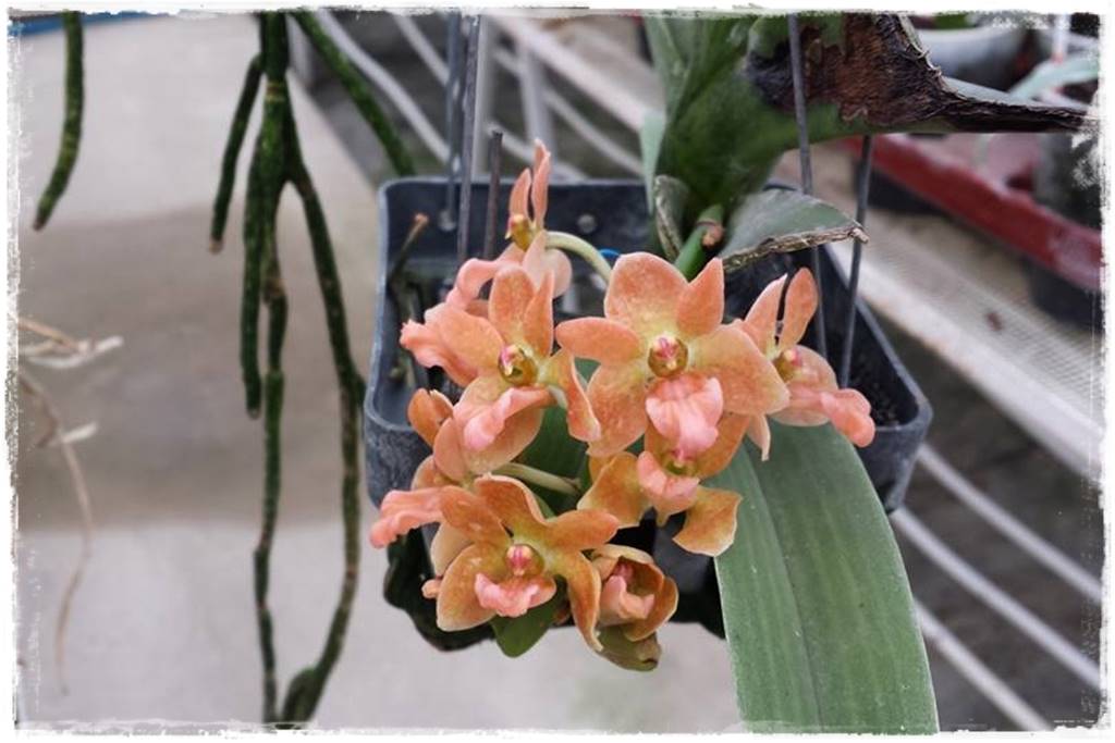 Egzotyczne storczyki 9