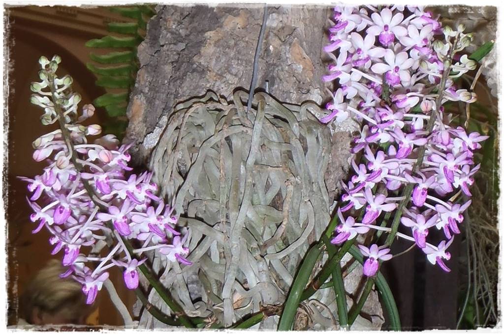 Egzotyczne storczyki 9a