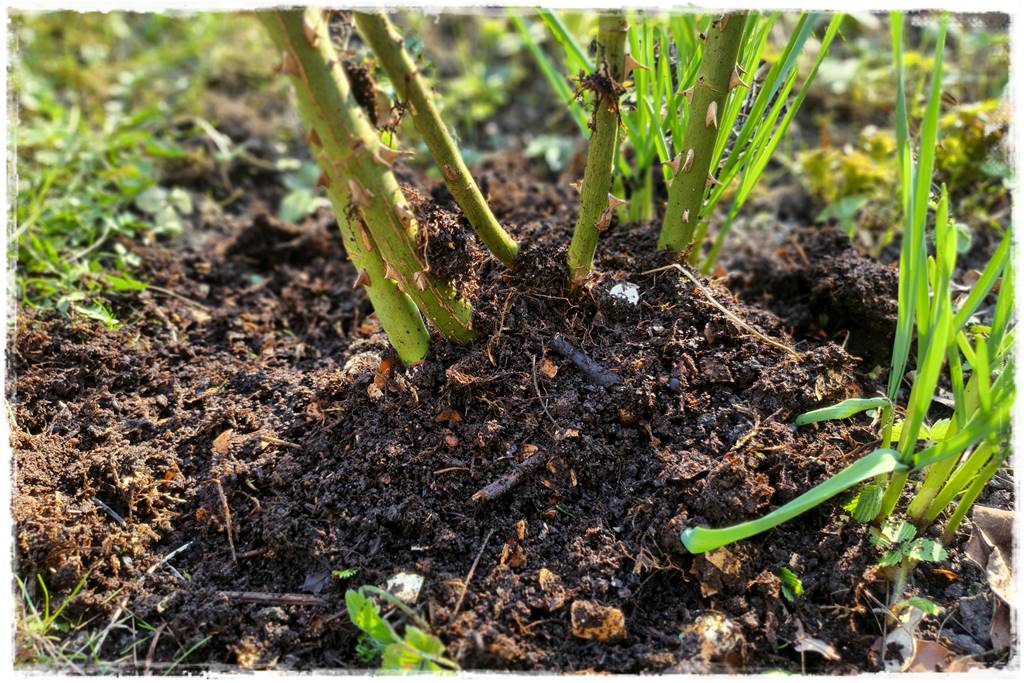 Jak przyspieszyć kompostowanie 0o