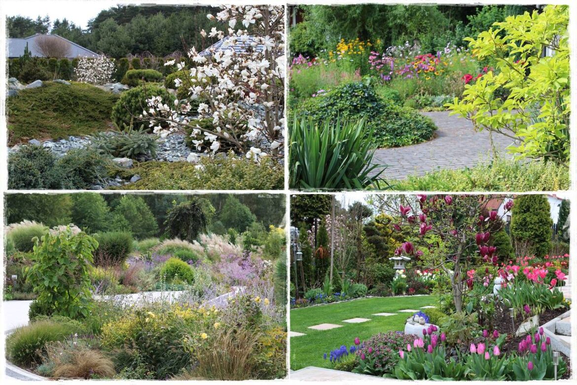 Magnolia w ogrodzie aranżacje 0