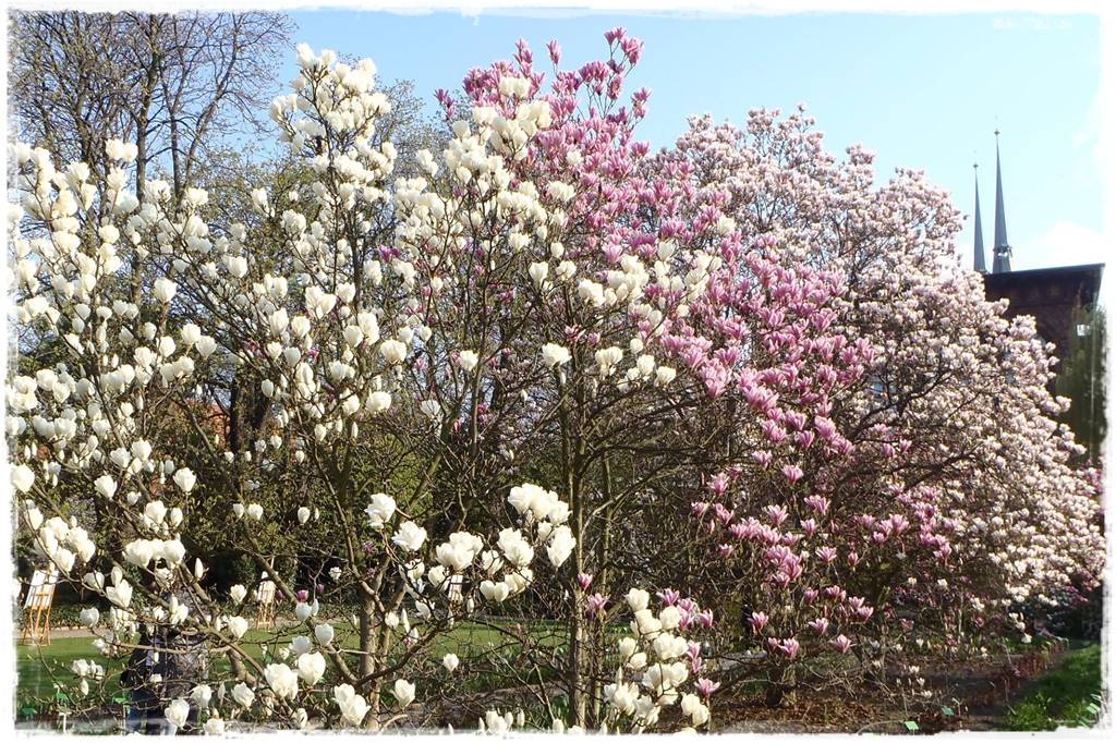 Magnolia w ogrodzie aranżacje 10 Magnolia w ogrodzie aranżacje 10