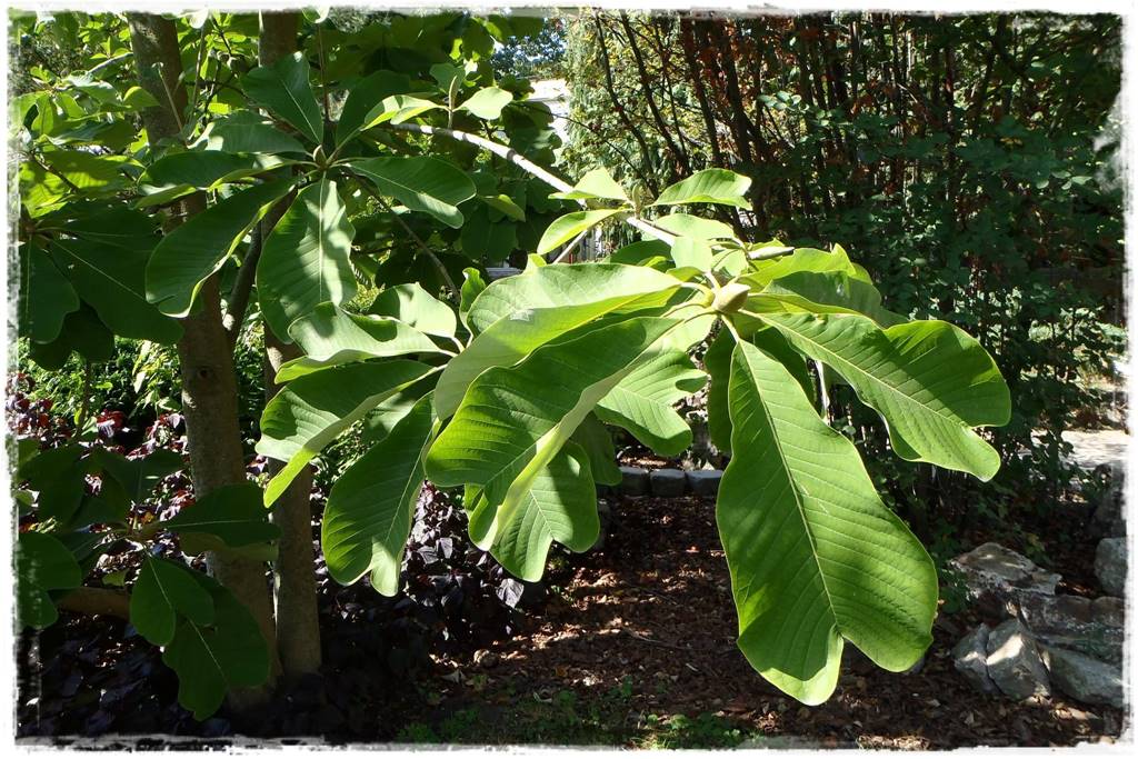 Magnolia w ogrodzie aranżacje 11 Magnolia w ogrodzie aranżacje 11