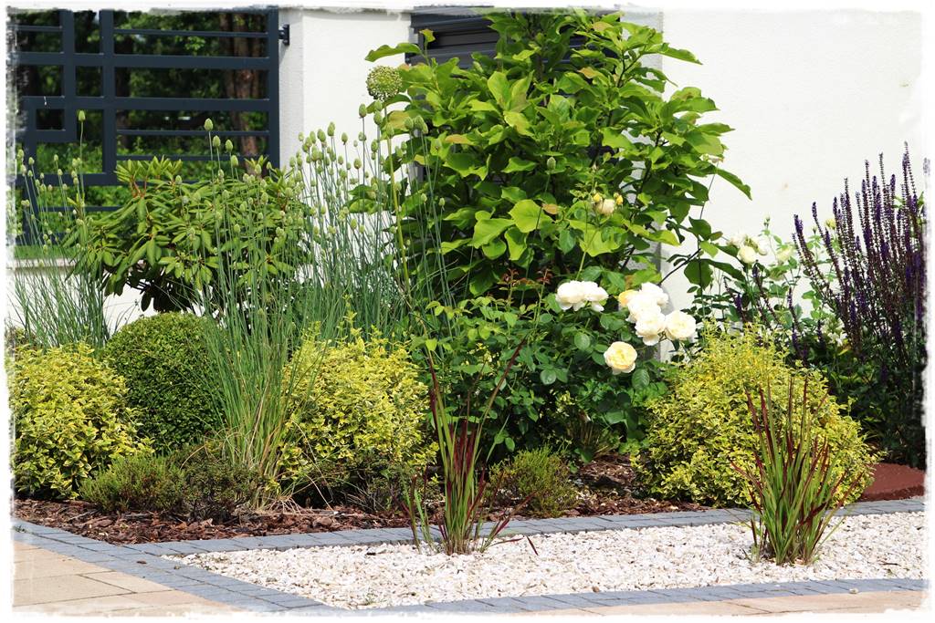 Magnolia w ogrodzie aranżacje 13 Magnolia w ogrodzie aranżacje 13