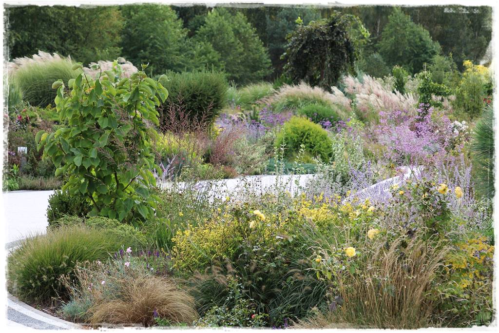 Magnolia w ogrodzie aranżacje 14 Magnolia w ogrodzie aranżacje 14