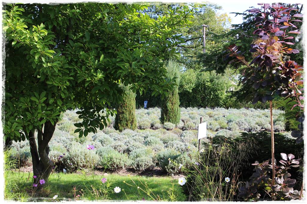 Magnolia w ogrodzie aranżacje 2 Magnolia w ogrodzie aranżacje 2