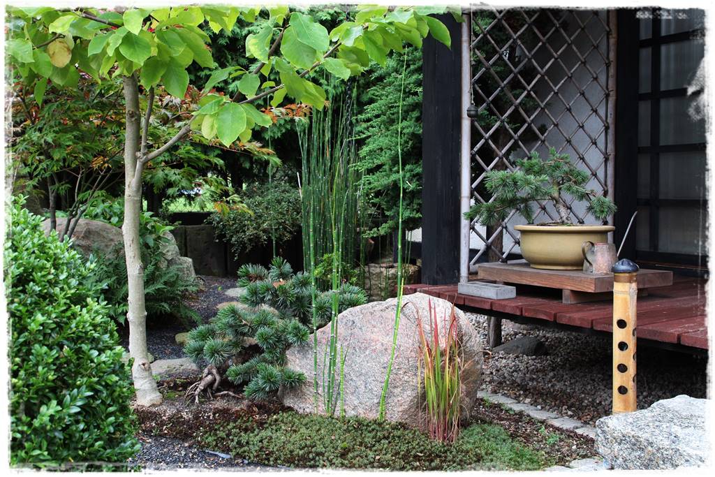 Magnolia w ogrodzie aranżacje 2b Magnolia w ogrodzie aranżacje 2b