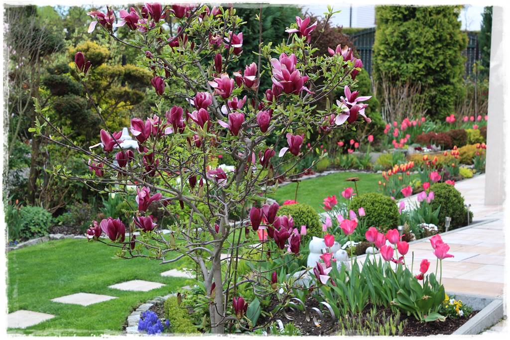 Magnolia w ogrodzie aranżacje 4 Magnolia w ogrodzie aranżacje 4