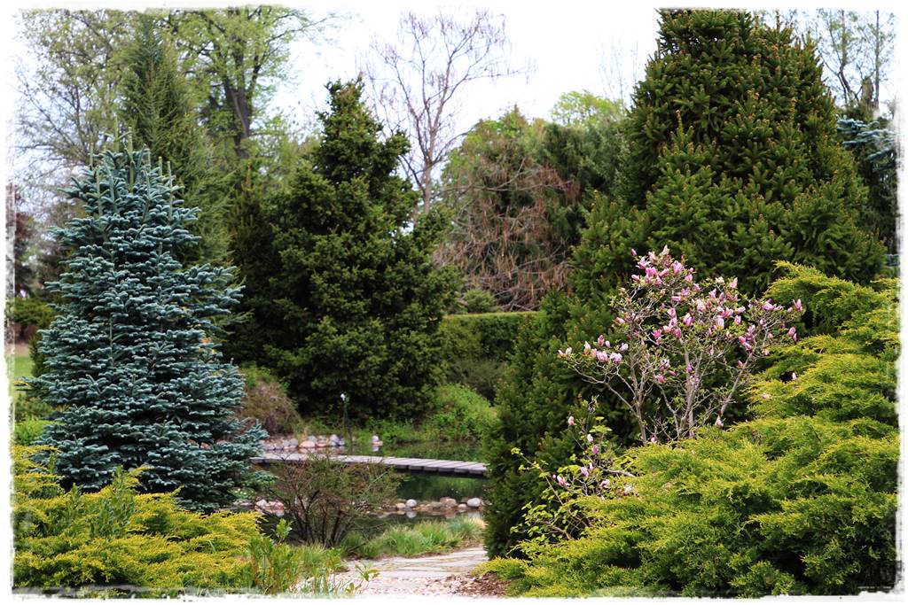 Magnolia w ogrodzie aranżacje 5 Magnolia w ogrodzie aranżacje 5