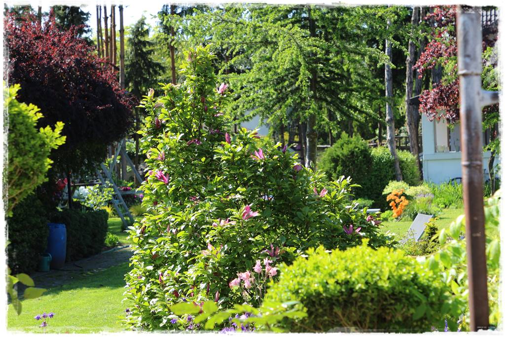 Magnolia w ogrodzie aranżacje 5b Magnolia w ogrodzie aranżacje 5b