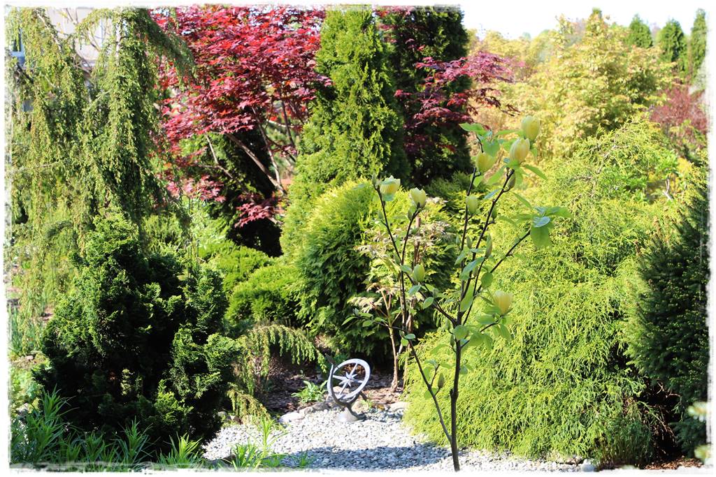 Magnolia w ogrodzie aranżacje 9 Magnolia w ogrodzie aranżacje 9