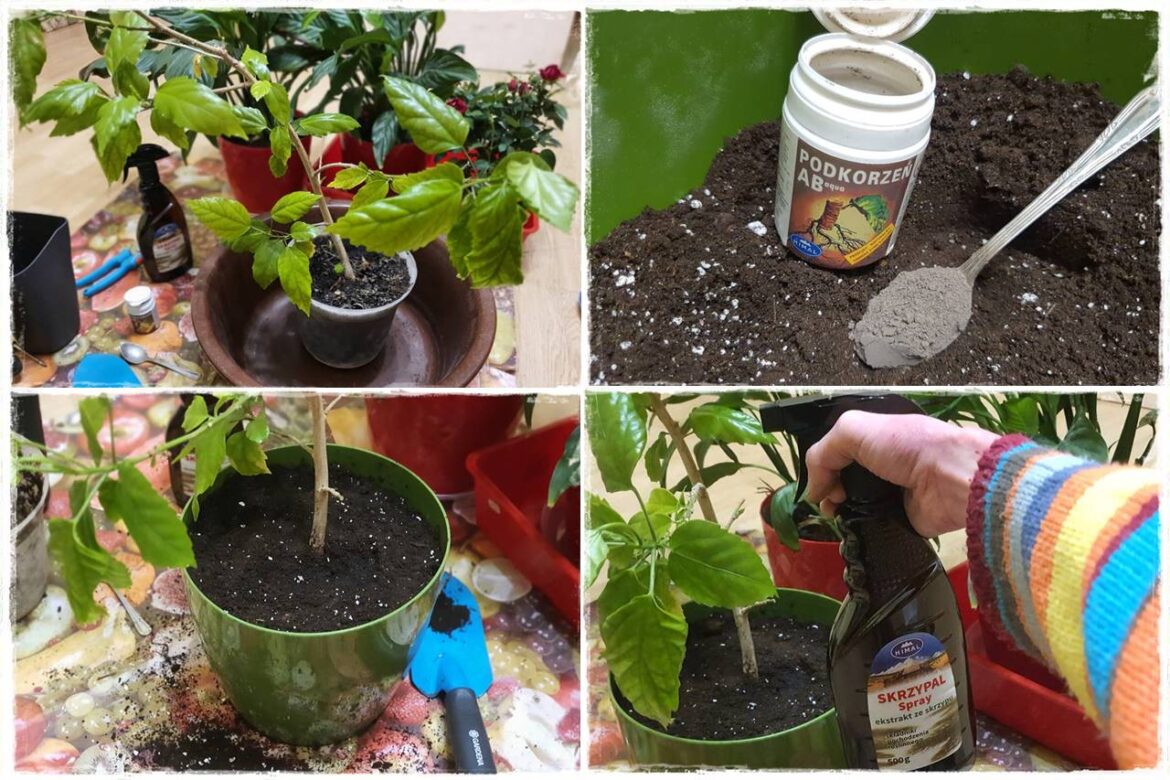 Przesadzanie roślin doniczkowych 0