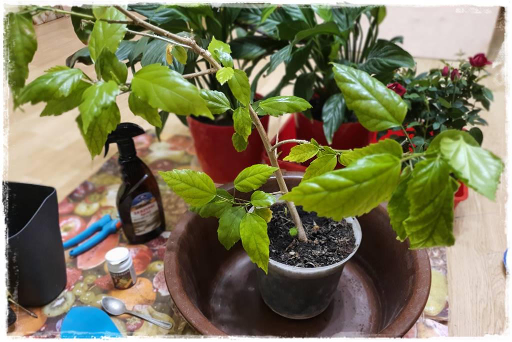 Przesadzanie roślin doniczkowych 1