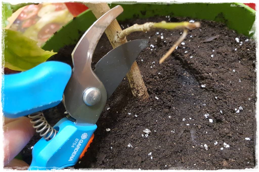 Przesadzanie roślin doniczkowych 10 Przesadzanie roślin doniczkowych 10