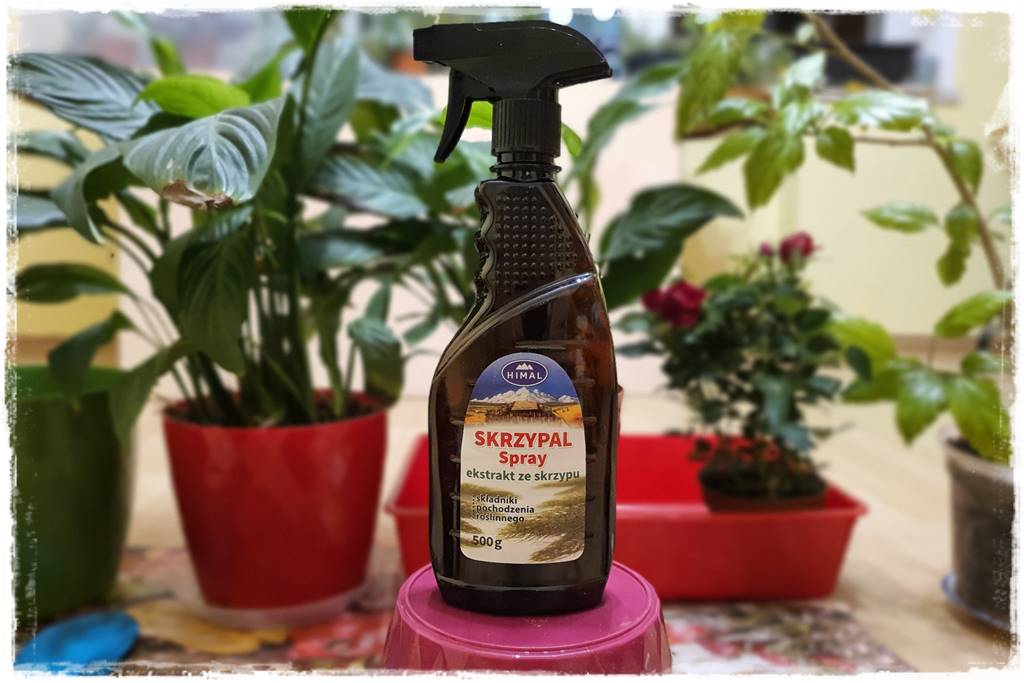 Przesadzanie roślin doniczkowych 11 Przesadzanie roślin doniczkowych 11