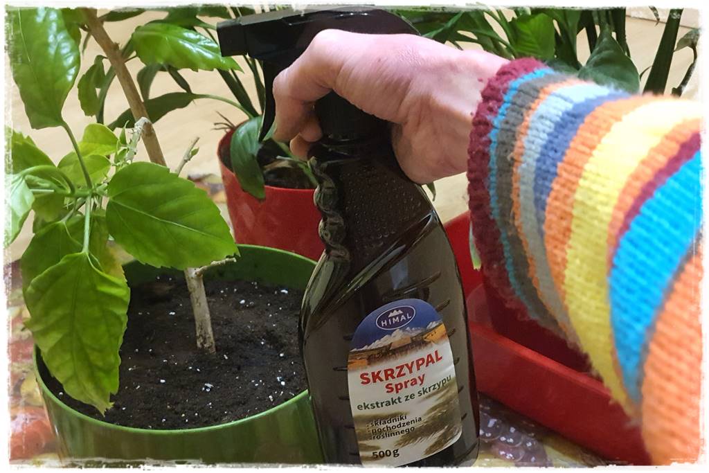 Przesadzanie roślin doniczkowych 11a Przesadzanie roślin doniczkowych 11a