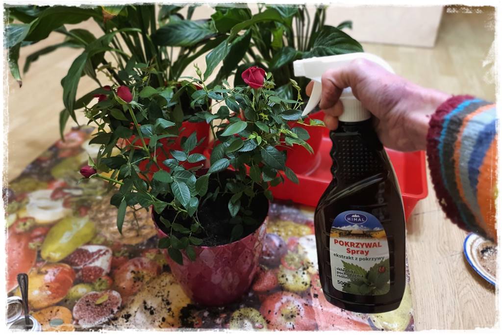 Przesadzanie roślin doniczkowych 11b Przesadzanie roślin doniczkowych 11b