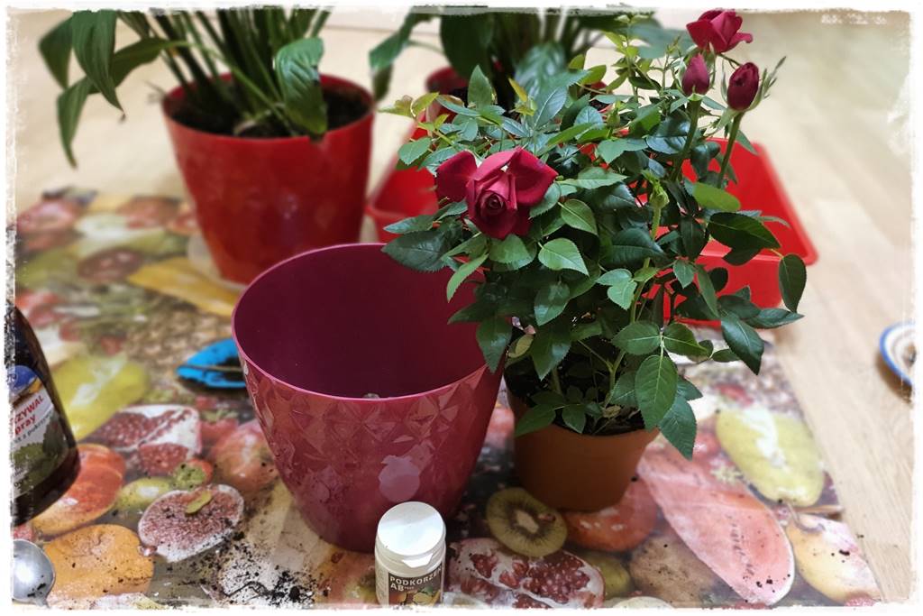 Przesadzanie roślin doniczkowych 1a