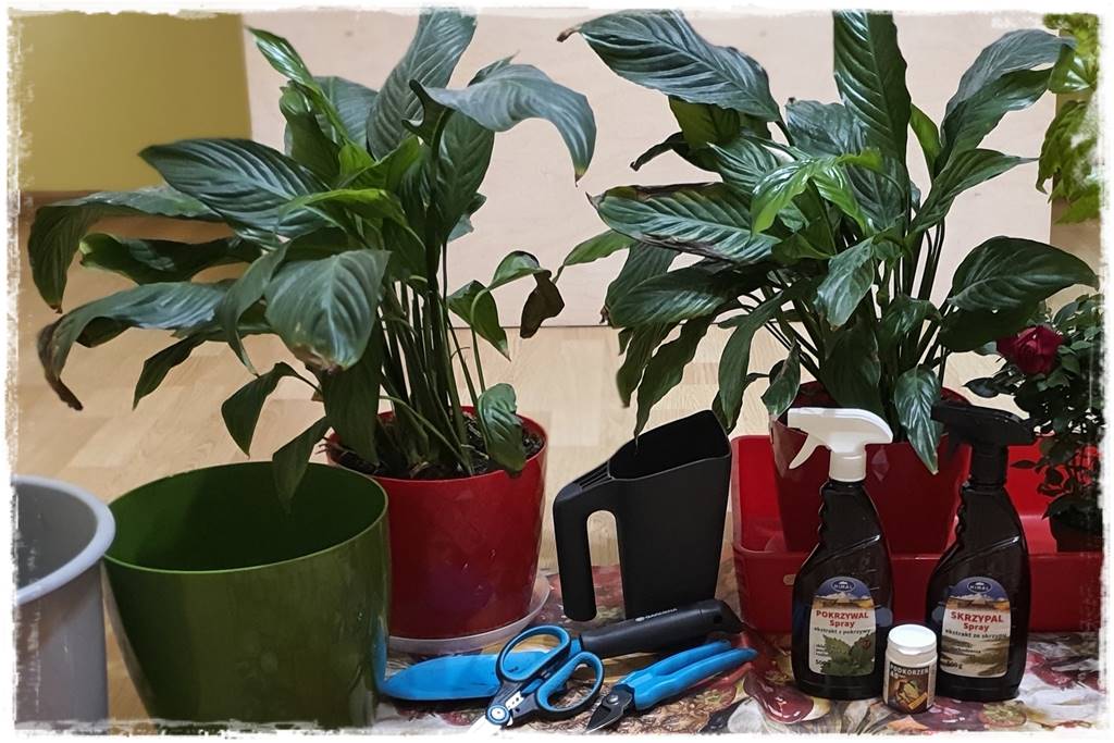 Przesadzanie roślin doniczkowych 1b