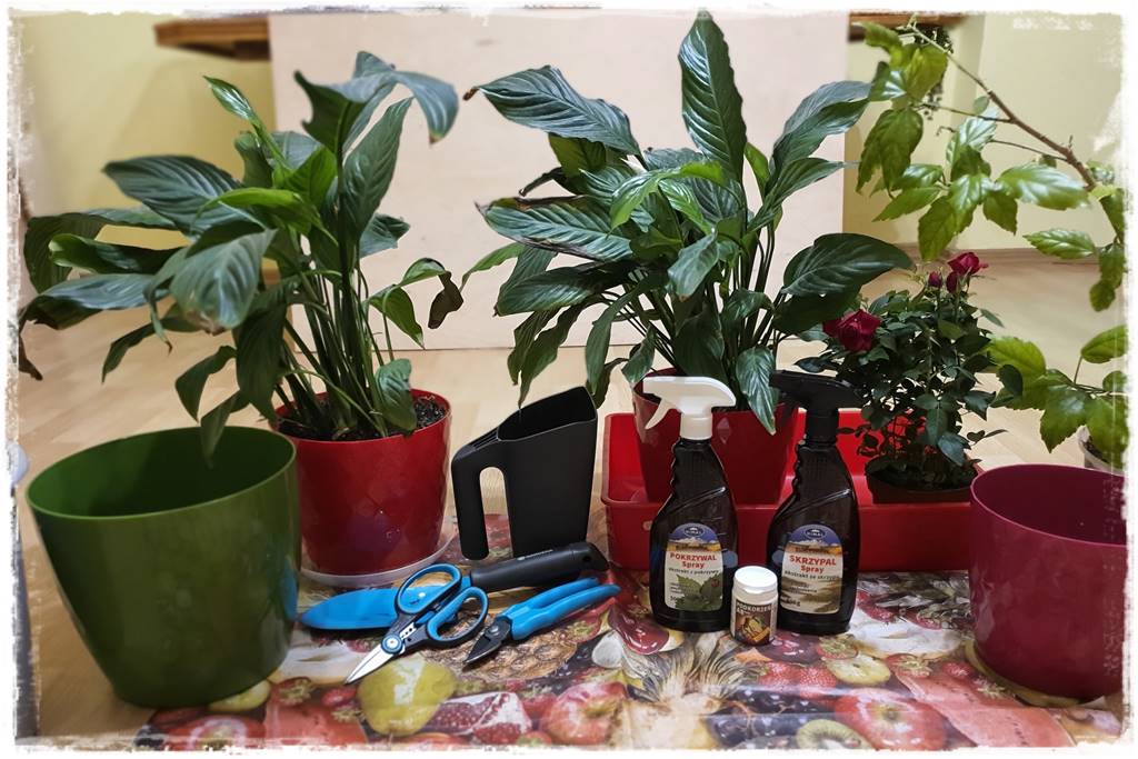 Przesadzanie roślin doniczkowych 2