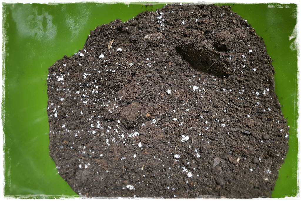 Przesadzanie roślin doniczkowych 4b Przesadzanie roślin doniczkowych 4b