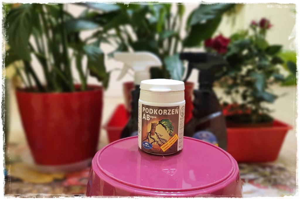 Przesadzanie roślin doniczkowych 5