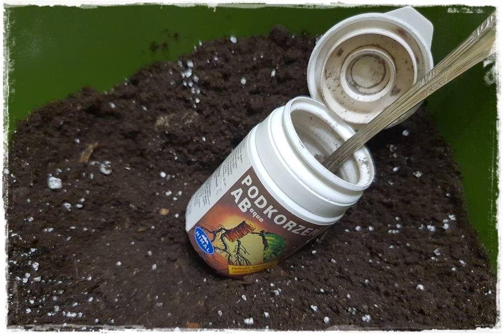 Przesadzanie roślin doniczkowych 6 Przesadzanie roślin doniczkowych 6