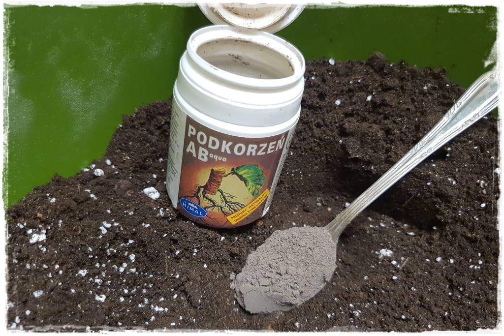 Przesadzanie roślin doniczkowych 6a Przesadzanie roślin doniczkowych 6a