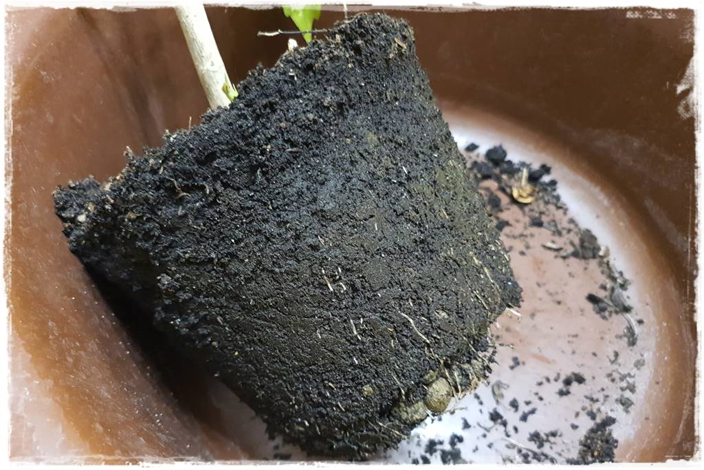 Przesadzanie roślin doniczkowych 7 Przesadzanie roślin doniczkowych 7