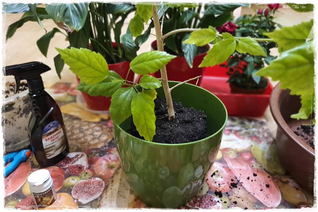 Przesadzanie roślin doniczkowych 7a Przesadzanie roślin doniczkowych 7a