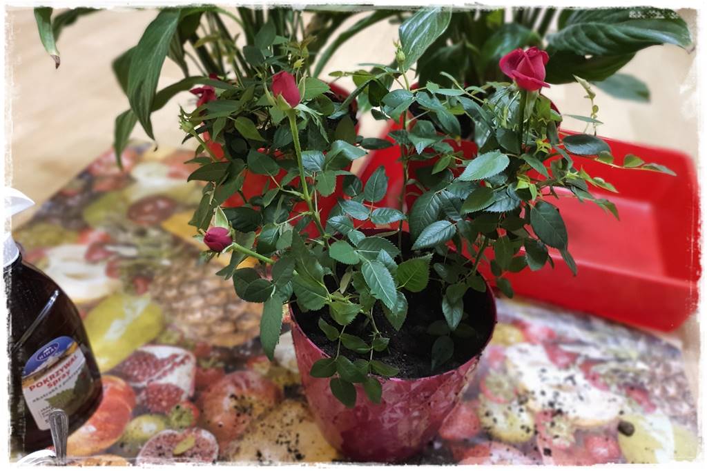 Przesadzanie roślin doniczkowych 7b Przesadzanie roślin doniczkowych 7b