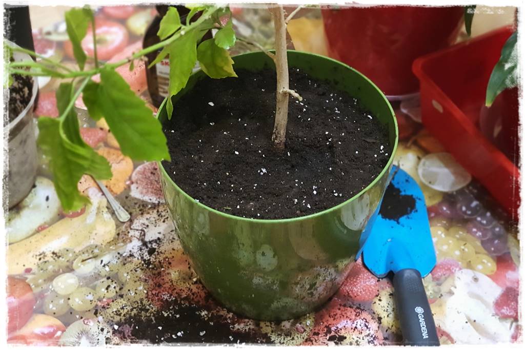 Przesadzanie roślin doniczkowych 8 Przesadzanie roślin doniczkowych 8