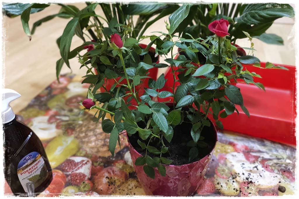 Przesadzanie roślin doniczkowych 8a Przesadzanie roślin doniczkowych 8a