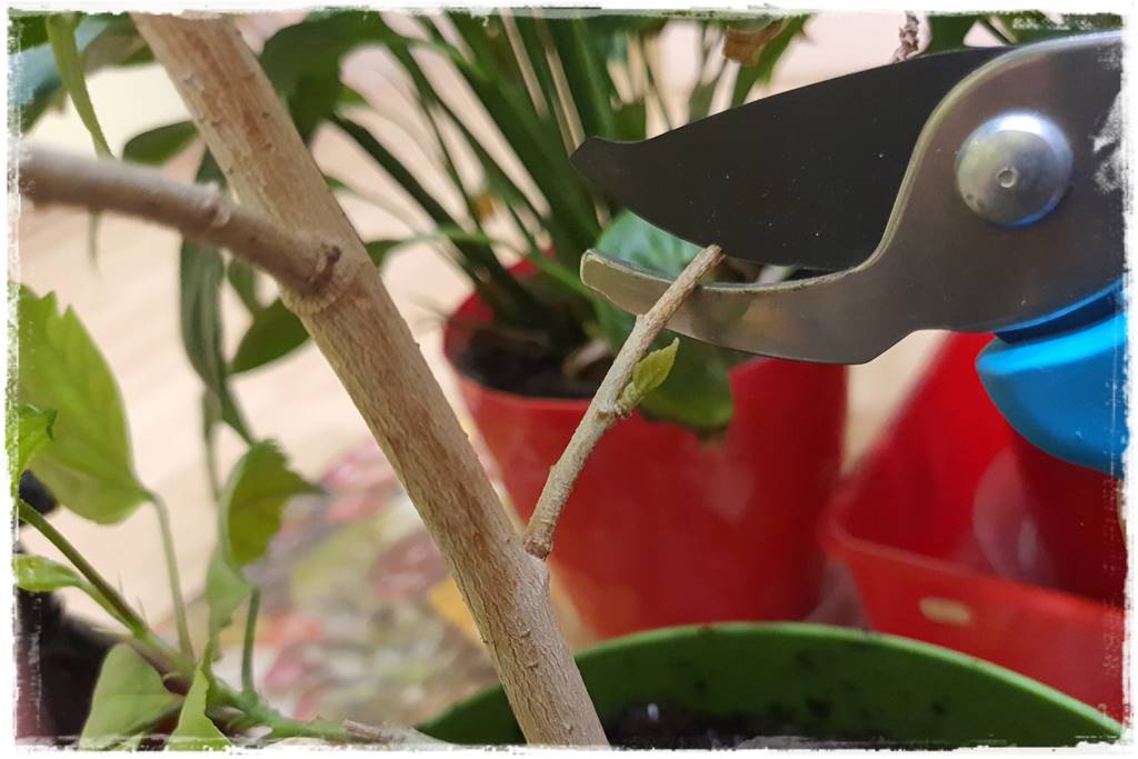 Przesadzanie roślin doniczkowych 9a Przesadzanie roślin doniczkowych 9a