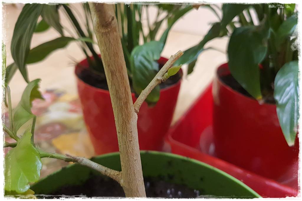 Przesadzanie roślin doniczkowych 9b Przesadzanie roślin doniczkowych 9b