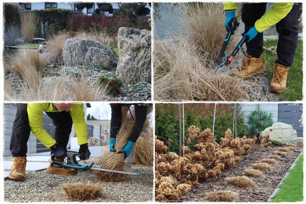 Przycinanie traw ozdobnych 0