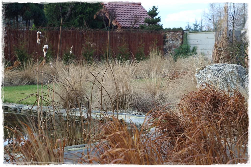 Przycinanie traw ozdobnych 1