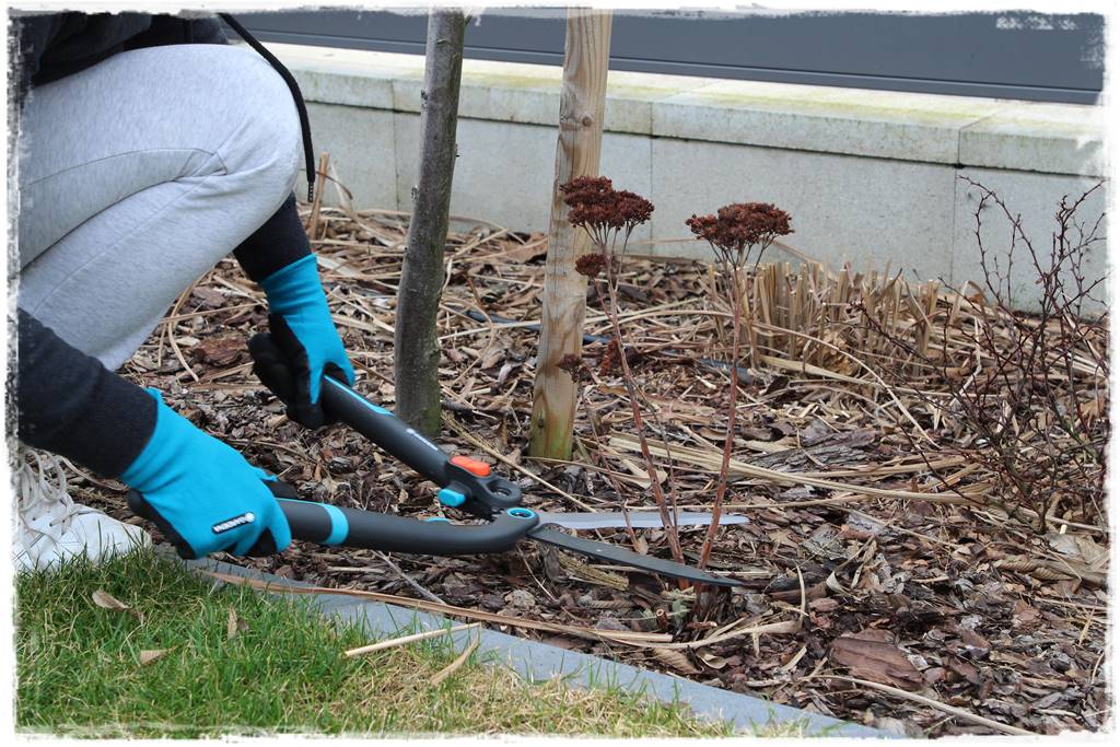 Przycinanie traw ozdobnych 10a