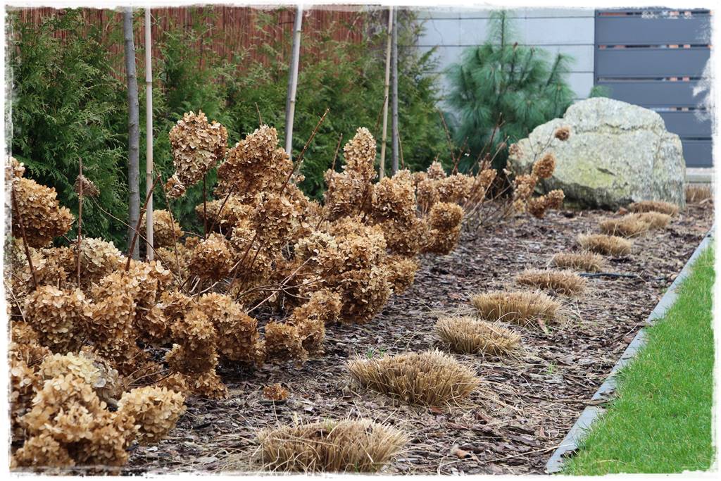 Przycinanie traw ozdobnych 17c