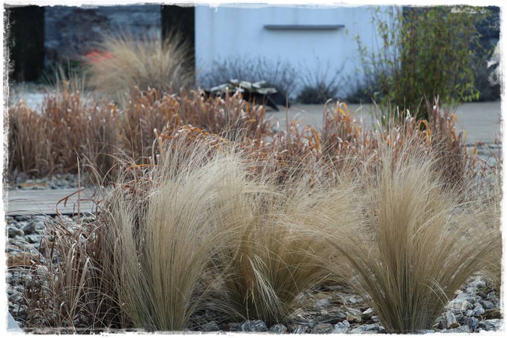 Przycinanie traw ozdobnych 1b