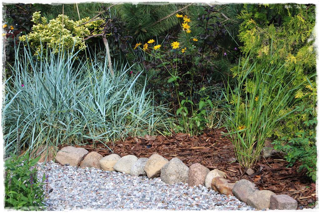 Przycinanie traw ozdobnych 2a