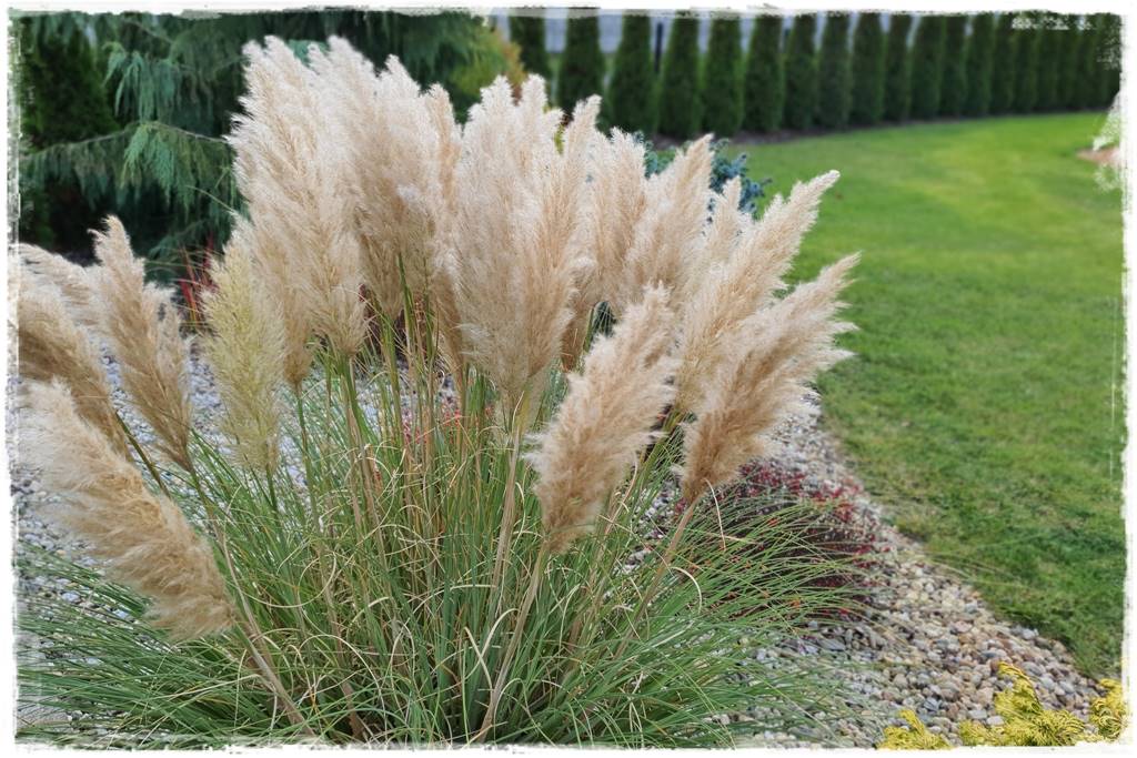 Przycinanie traw ozdobnych 2f