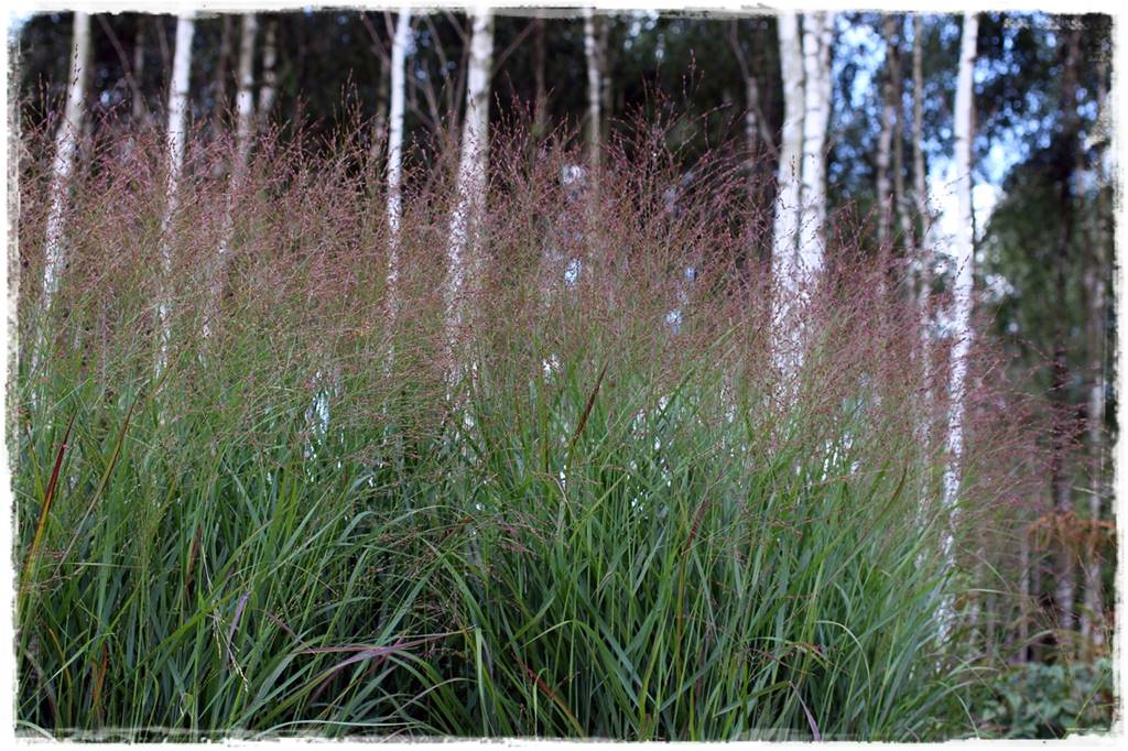 Przycinanie traw ozdobnych 2h