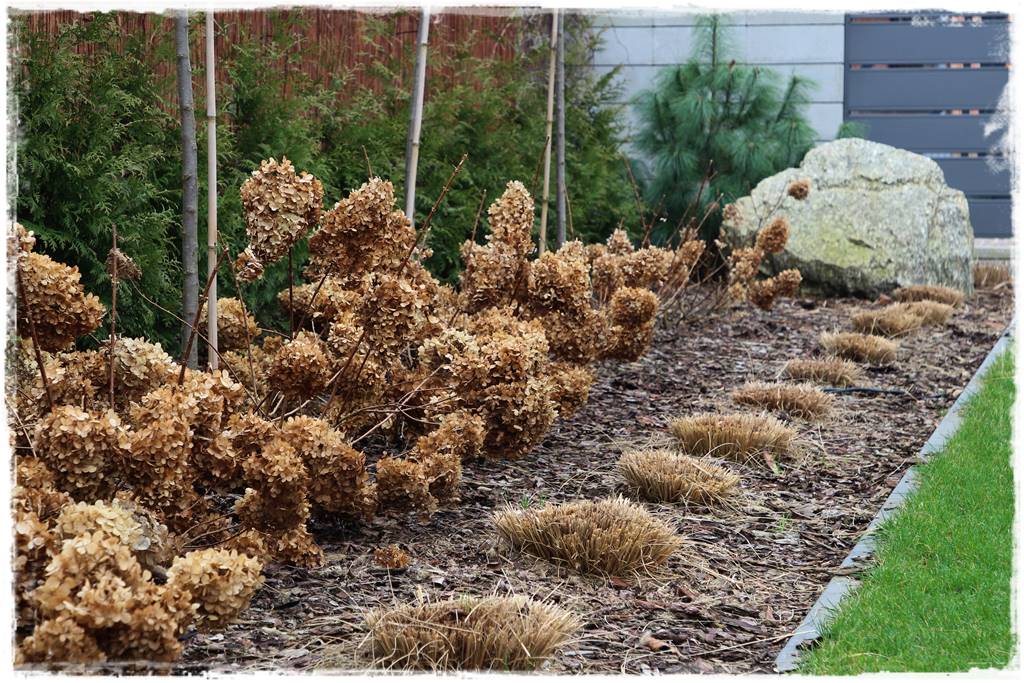 Przycinanie traw ozdobnych 3