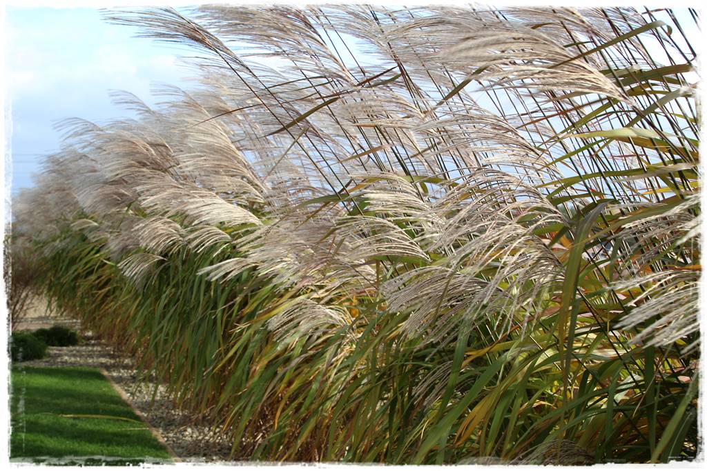 Przycinanie traw ozdobnych 5