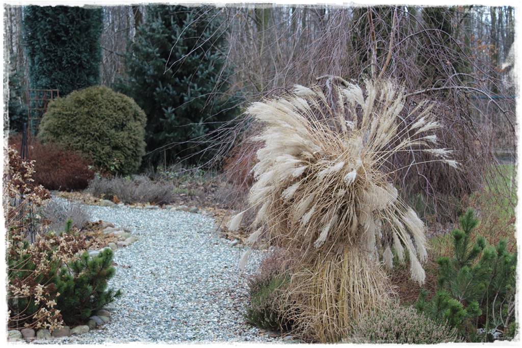 Przycinanie traw ozdobnych 6