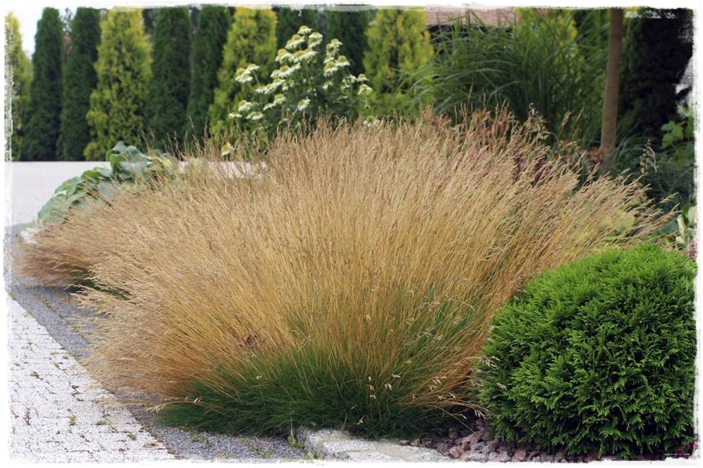 Przycinanie traw ozdobnych 7a