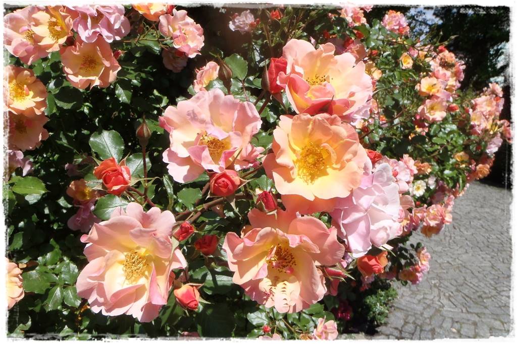 Róże rabatowe 1 Róże rabatowe 1