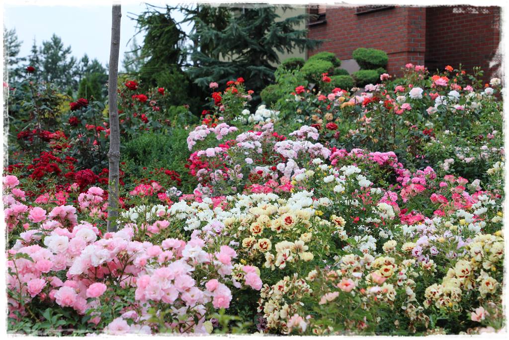 Róże rabatowe 10 Róże rabatowe 10